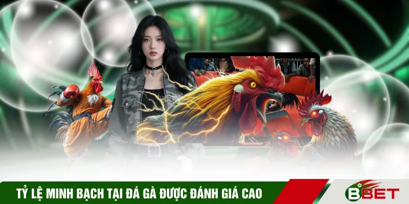 Tỷ lệ minh bạch tại đá gà được đánh giá cao
